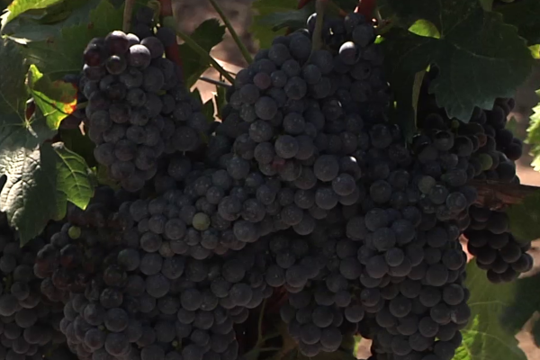 Susreti vinogradara u Iđošu: Očekuje se bolji rod grožđa, nego prošle godine